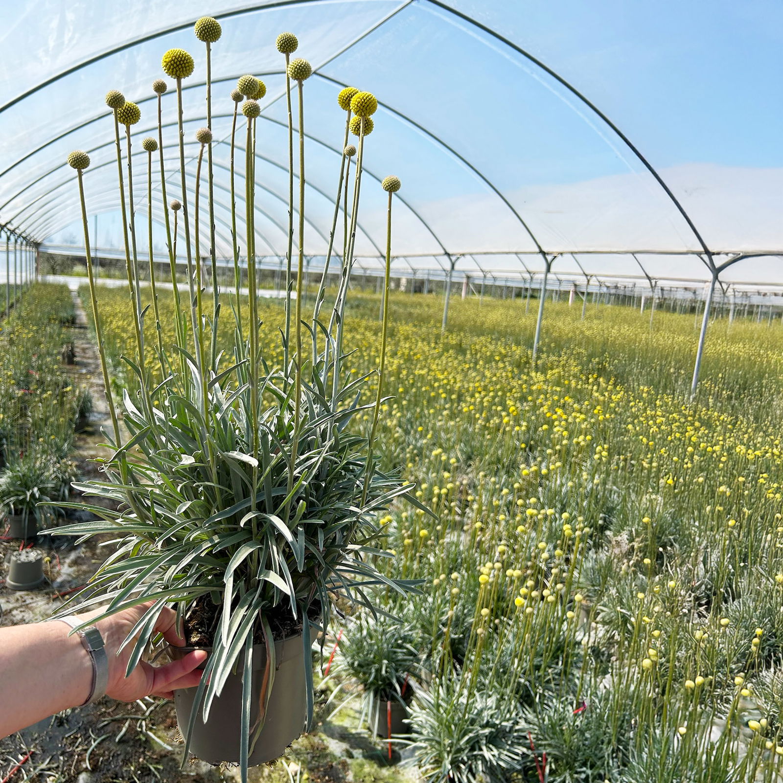 Craspedia gelb, Topf-Ø 17 cm Craspedia gelb, Topf-Ø 17 cm