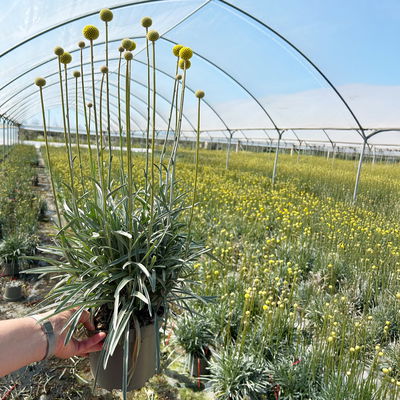 Craspedia gelb, Topf-Ø 17 cm Craspedia gelb, Topf-Ø 17 cm