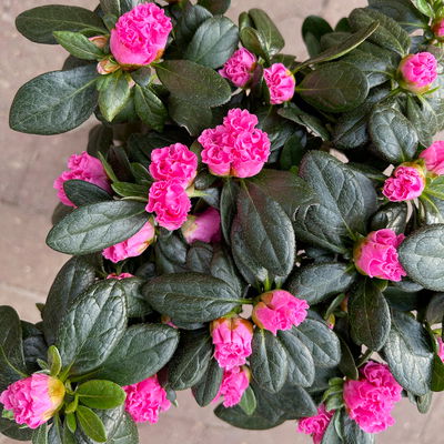 Azalee, Stamm, Farbe zufällig, Topf-Ø 13cm, Höhe ca. 45 cm, 2 Pflanzen Azalee, Stamm, Farbe zufällig, Topf-Ø 13cm, Höhe ca. 45 cm, 2 Pflanzen