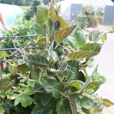 Blu Bio Käsekraut, Topf-Ø 12 cm, 6er Set Blu Bio Käsekraut, Topf-Ø 12 cm, 6er Set