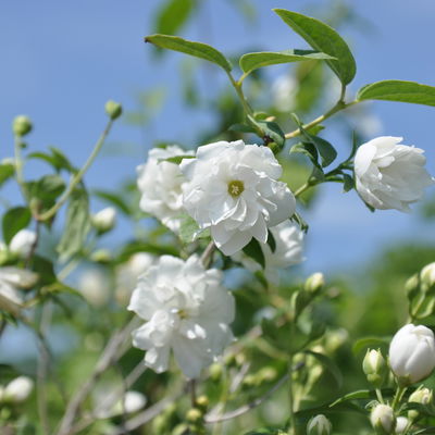 Dufthecke-Blütensträucher XL, 20er-Set, Höhe 80-100 cm, Topf 12+20 Liter