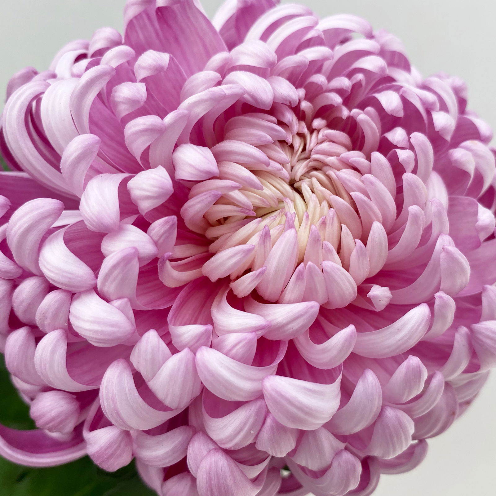 Chrysantheme 'Cosmo', lila, großblumig, Topf-Ø 12 cm, 3 Pflanzen