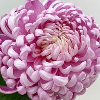 Chrysantheme 'Cosmo', lila, großblumig, Topf-Ø 12 cm, 3 Pflanzen