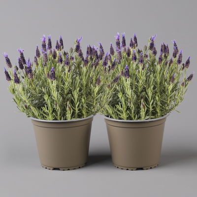Lavendel 'Purple Flag' violett, Topf-Ø 17 cm, 2er-Set