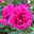Duftende Edelrose 'Laudatio'®, purpur bis pinkviolett, Topf 5 Liter, 4er Set