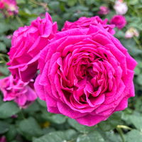 Duftende Edelrose 'Laudatio'®, purpur bis pinkviolett, Topf 5 Liter, 4er Set