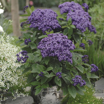 Vanilleblume lilablau, Topf-Ø 12 cm, 6er-Set