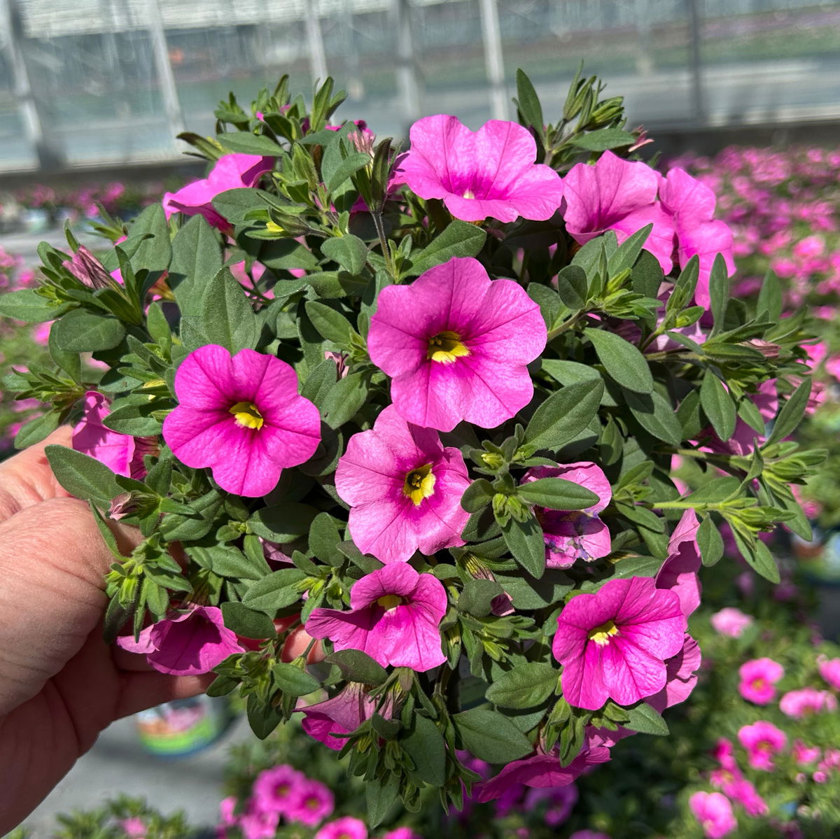Zauberglöckchen 'Pink'' pink, Topf-Ø 13 cm, 6 Pflanzen