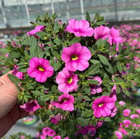Zauberglöckchen 'Pink'' pink, Topf-Ø 13 cm, 6 Pflanzen