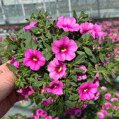 Zauberglöckchen 'Pink', pink, Topf-Ø 13 cm, 6 Pflanzen