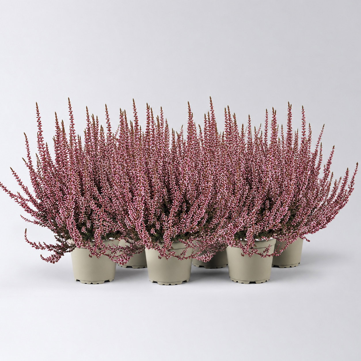 Knospenheide 'Picasso', rot gefärbt, Topf-Ø 12 cm, 6 Pflanzen
