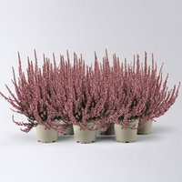Knospenheide 'Picasso', rot gefärbt, Topf-Ø 12 cm, 6 Pflanzen