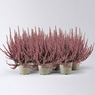 Knospenheide 'Picasso', rot gefärbt, Topf-Ø 12 cm, 6 Pflanzen
