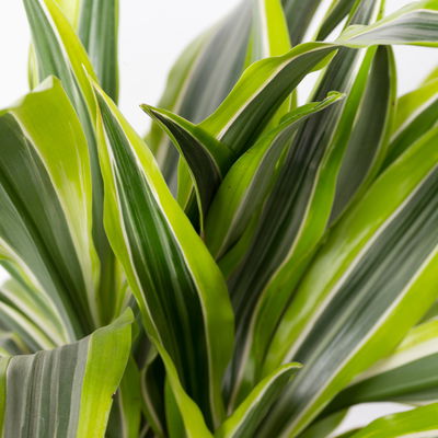 Duftender Drachenbaum 'Lemon Lime', Topf-Ø 24 cm, , Höhe ca. 140 cm Duftender Drachenbaum 'Lemon Lime', Topf-Ø 24 cm, , Höhe ca. 140 cm