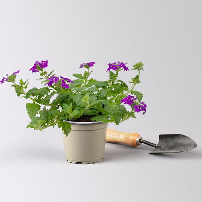 Eisenkraut blau, Topf-Ø 12 cm, 6 Stück