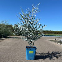 Silberblauer Eucalyptus gunnii 'Silverana'®, im 5 lt. Topf