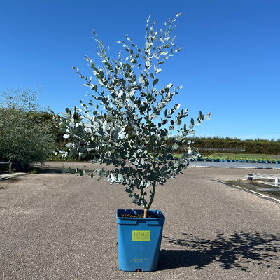 Silberblauer Eucalyptus gunnii 'Silverana'®, im 5 lt. Topf
