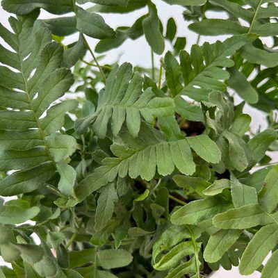 Gewöhnlicher Tüpfelfarn, Topf-Ø 17 cm, 2er-Set