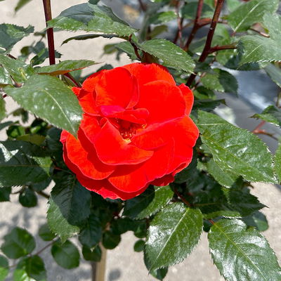 Stammrose 'Westpoint'®, Beetrose, Stammhöhe 60cm im 7,5 Liter Topf Stammrose 'Westpoint'®, Beetrose, Stammhöhe 60cm im 7,5 Liter Topf