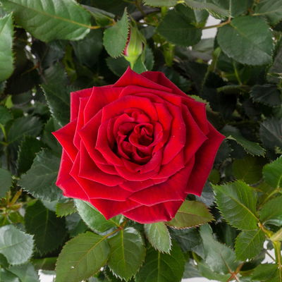 'Für Dich' - rote Rose im Übertopf inkl. Grußkarte 'Für Dich' - rote Rose im Übertopf inkl. Grußkarte