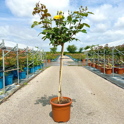 Stammrose 'Westart®', Beetrose, Stammhöhe 60cm im 7,5 Liter Topf