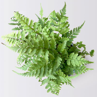 Pflanzenkreation Gartenmagie, groß, 7 Pflanzen inkl. Erde und Dünger Pflanzenkreation Gartenmagie, groß, 7 Pflanzen inkl. Erde und Dünger