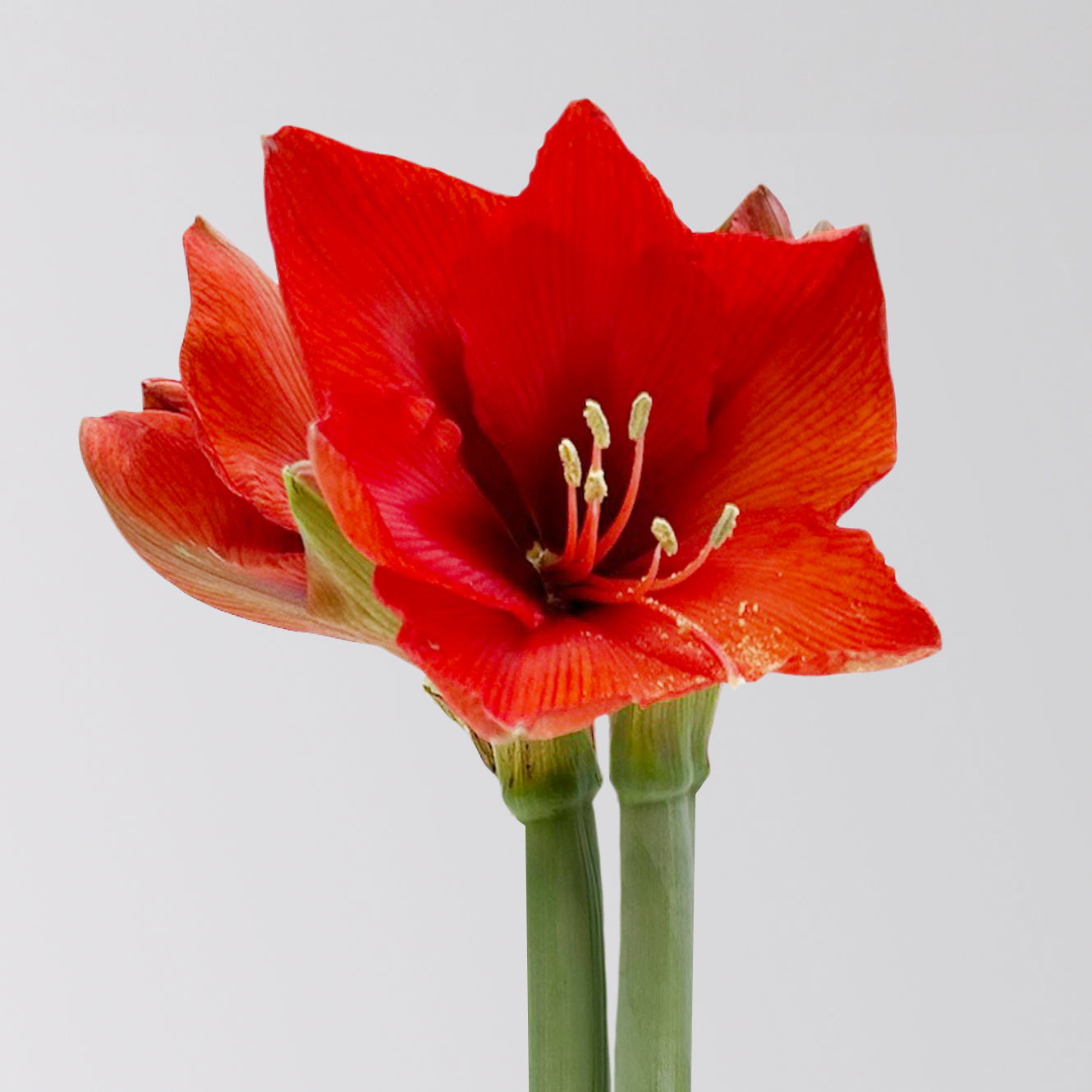 Gewachste XL-Amaryllis- Zwiebel, rote Blüte, handbemalt, Dekor 'Geschenke'