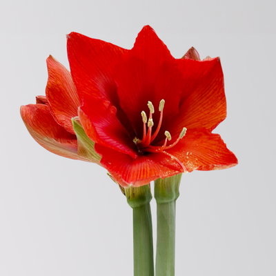 Amaryllis in Wachs XL, Dekor 'Superior Silber', Blüte rot Amaryllis in Wachs XL, Dekor 'Superior Silber', Blüte rot