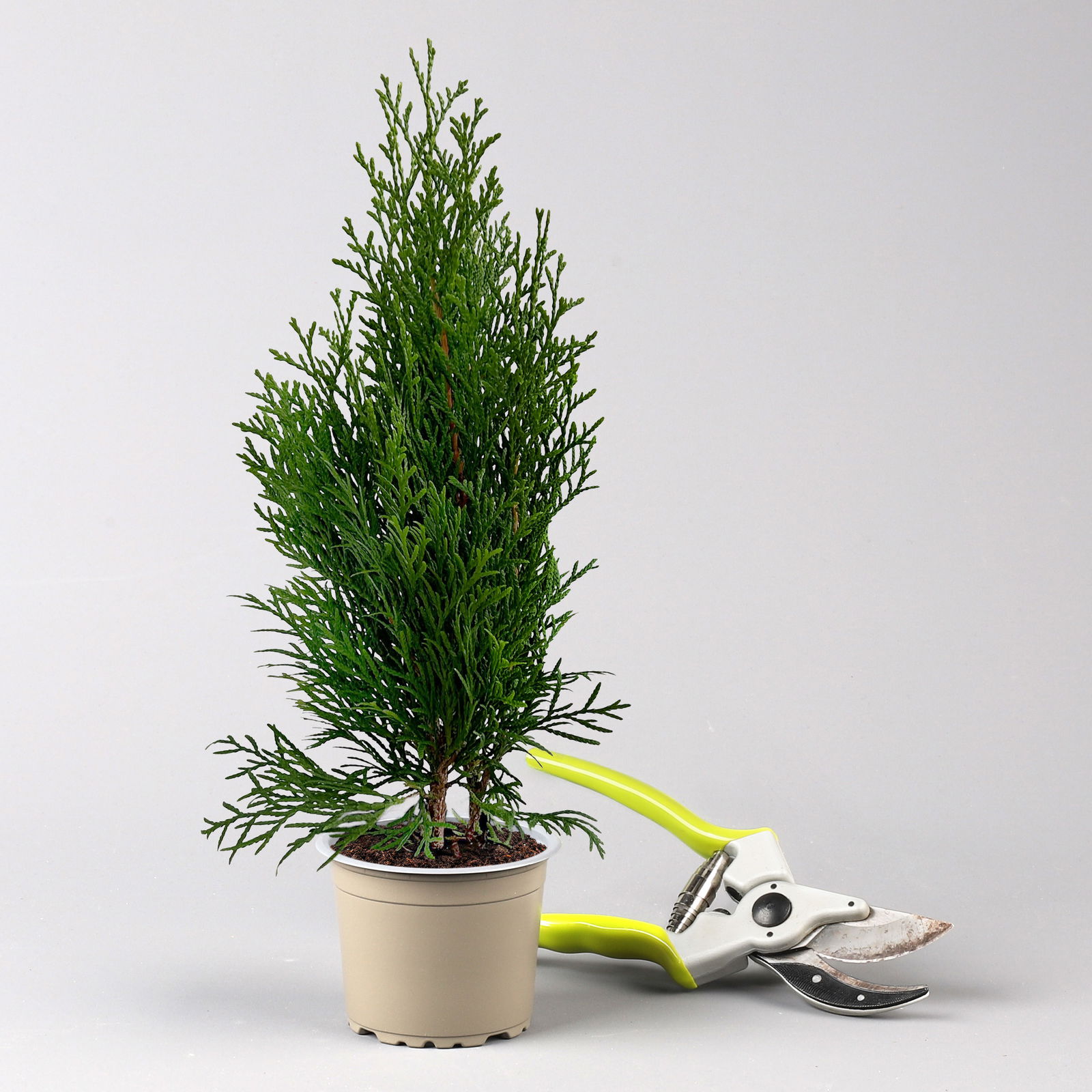 Thuja occidentalis 'Smaragd', 6er Set, Topf 9 cm Ø