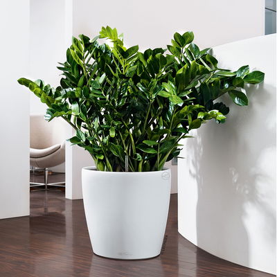 Lechuza 'Classico Color 43', weiß, ca. Ø 42 x H 39,5 cm Lechuza 'Classico Color 43', weiß, ca. Ø 42 x H 39,5 cm