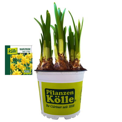 Narzisse 'Tête-à-Tête', gelb, vorgetrieben, Topf-Ø 12 cm, 6 Pflanzen