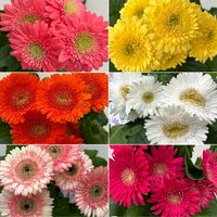 Gerbera, Farbmix zufällig, Topf-Ø 12 cm, 6 Pflanzen