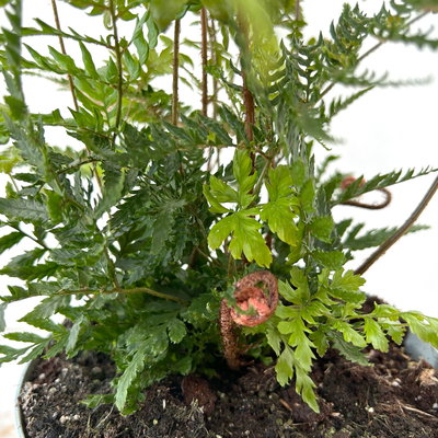 Rotschleierfarn, Topf-Ø 17 cm, 2er-Set Rotschleierfarn, Topf-Ø 17 cm, 2er-Set