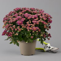 Chrysanthemen Lila, Busch, Topf-Ø 14 cm, 4er-Set