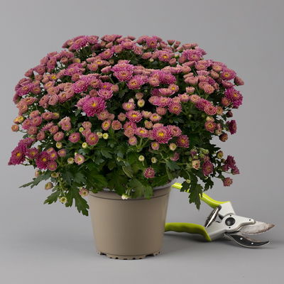 Chrysanthemen, lila, Topf-Ø 14 cm, 4 Pflanzen Chrysanthemen, lila, Topf-Ø 14 cm, 4 Pflanzen
