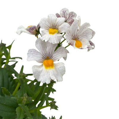 Elfenspiegel, weiß, Topf-Ø 12 cm, 6 Pflanzen