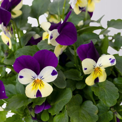 Bio Hornveilchen, Farben zufällig, Topf-Ø 12cm, 6 Pflanzen Bio Hornveilchen, Farben zufällig, Topf-Ø 12cm, 6 Pflanzen