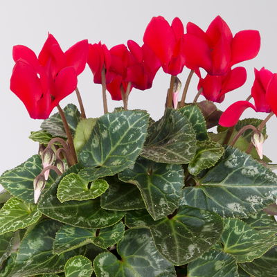 Alpenveilchen 'Outland', Farben zufällig, Topf-Ø 10,5/11 cm, 6 Pflanzen