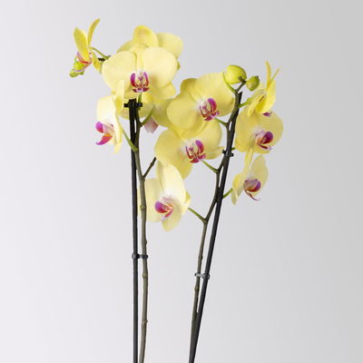 Schmetterlingsorchidee 'Miraflor', gelb, 2 Rispen, Topf-Ø 12 cm, Höhe ca. 60 cm Schmetterlingsorchidee 'Miraflor', gelb, 2 Rispen, Topf-Ø 12 cm, Höhe ca. 60 cm