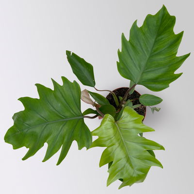 Philodendron mayoi, Topf-Ø 15 cm, Höhe ca. 35 cm Philodendron mayoi, Topf-Ø 15 cm, Höhe ca. 35 cm