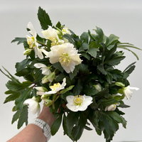Christrose 'HGC® Wintergold®', weiß, Topf-Ø 17 cm, 2 Pflanzen Christrose 'HGC® Wintergold®', weiß, Topf-Ø 17 cm, 2 Pflanzen