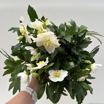 Christrose 'HGC® Wintergold®', weiß, Topf-Ø 17 cm, 2 Pflanzen Christrose 'HGC® Wintergold®', weiß, Topf-Ø 17 cm, 2 Pflanzen