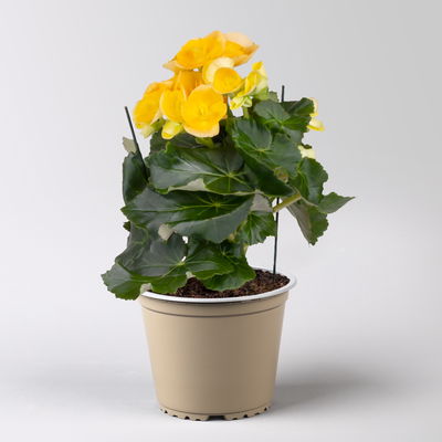 Elatior-Begonie, gelb & orange, Topf-Ø 14 cm, Höhe ca. 20-27 cm, 4 Pflanzen Elatior-Begonie, gelb & orange, Topf-Ø 14 cm, Höhe ca. 20-27 cm, 4 Pflanzen