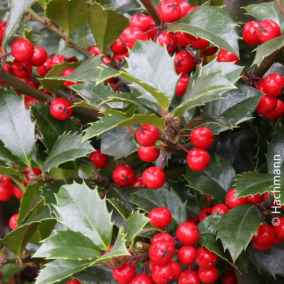 Heckenilex 'Heckenfee'®, Stechpalme, 50er-Set, Höhe 40-50 cm, Topf 5 Liter