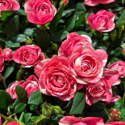 Rose 'Vieve', rosa-weiß, Topf-Ø 10,5 cm, 3 Pflanzen