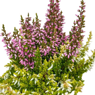 Knospenheide 'Colour Crown®', Farben zufällig, Topf-Ø 6 cm, 12 Pflanzen Knospenheide 'Colour Crown®', Farben zufällig, Topf-Ø 6 cm, 12 Pflanzen