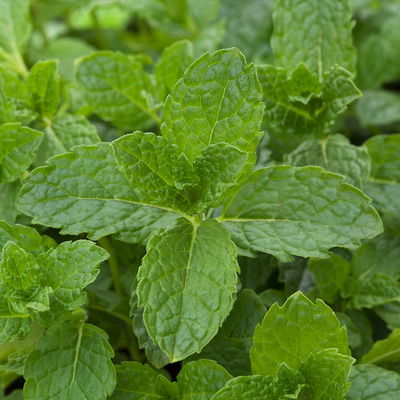 Bio Kräuter-Set 'Heiß & Kalt', 5 Pflanzen, Topf-Ø 12cm Bio Kräuter-Set 'Heiß & Kalt', 5 Pflanzen, Topf-Ø 12cm