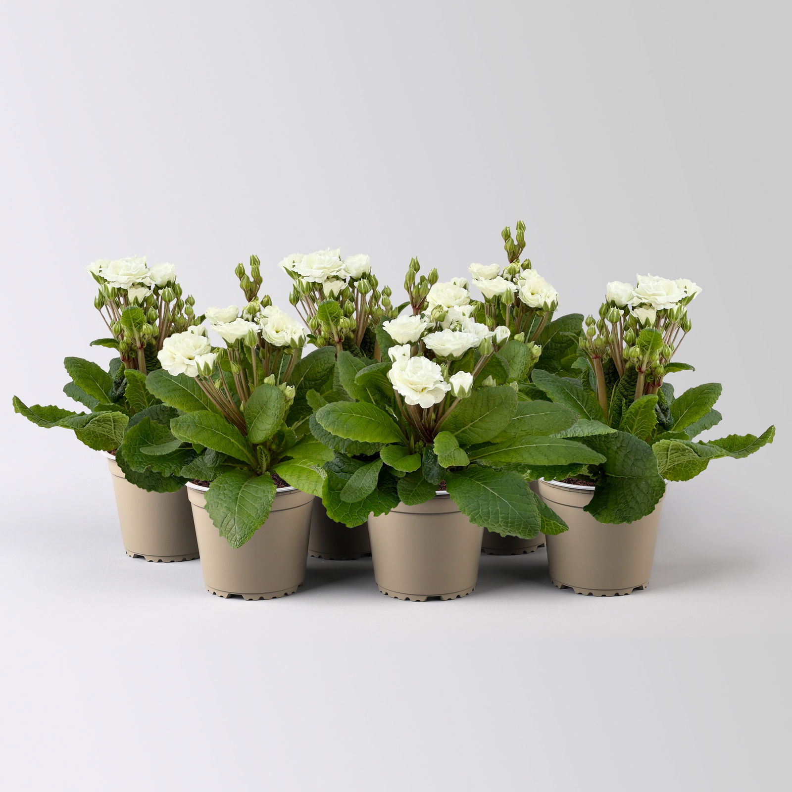 Primel 'Pollyanna Frosty White', weiß, Topf-Ø 13 cm, 6 Pflanzen