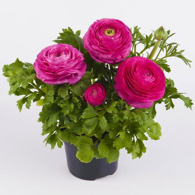 Ranunkel, rosa, Sorte zufällig, Topf-Ø 10,5 cm, 6 Pflanzen