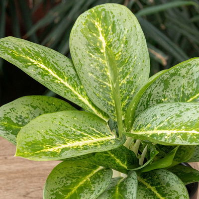Aglaonema 'Lemon Mint', Topf-Ø 12 cm, Höhe ca. 35 cm, mit Übertopf Vibes weiß Aglaonema 'Lemon Mint', Topf-Ø 12 cm, Höhe ca. 35 cm, mit Übertopf Vibes weiß